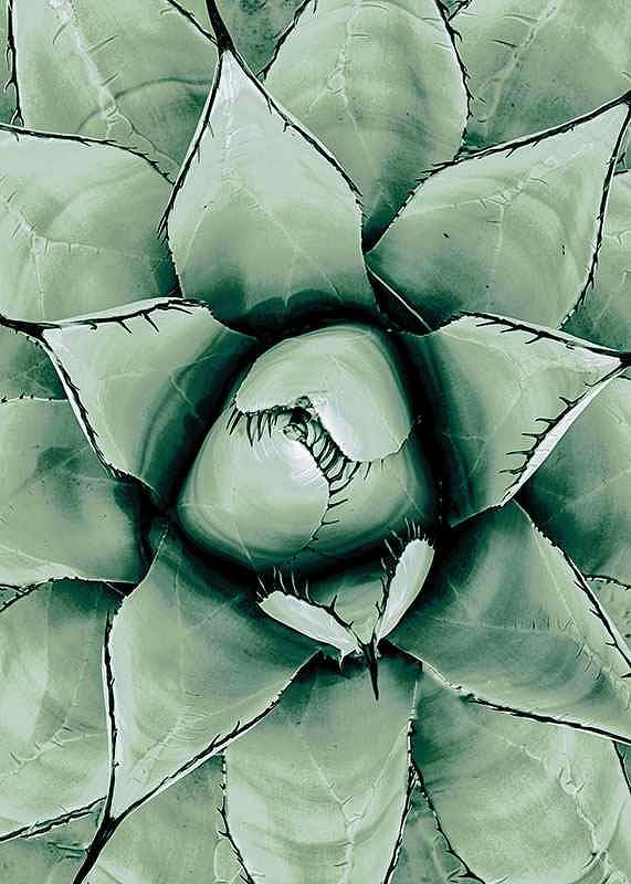 Agave Close Up No1-12