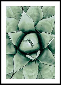 Agave Close Up No1-0