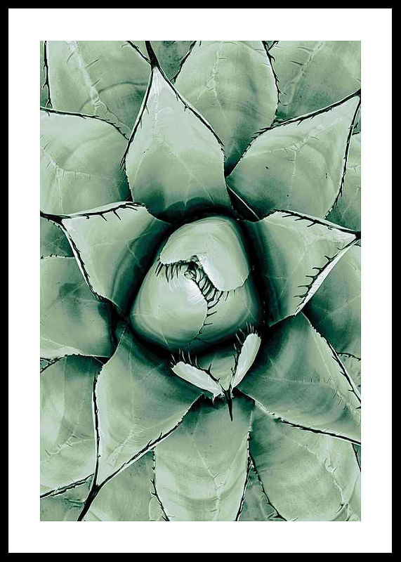 Agave Close Up No1-12