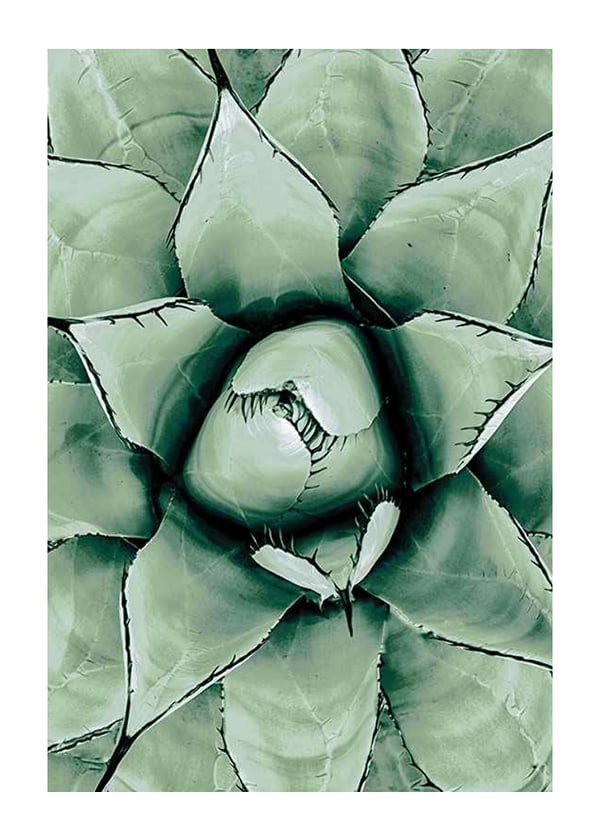 Juliste Agave Close Up No1