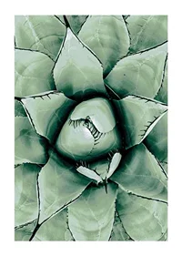 Agave Close Up No1-1