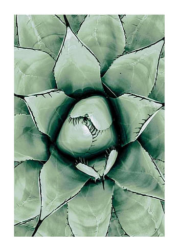 Plagát Agave Close Up No1