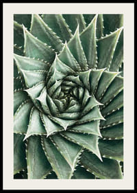 Agave Close Up No2-2