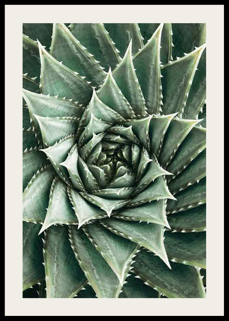 Agave Close Up No2-12