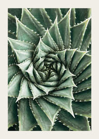 Agave Close Up No2-3