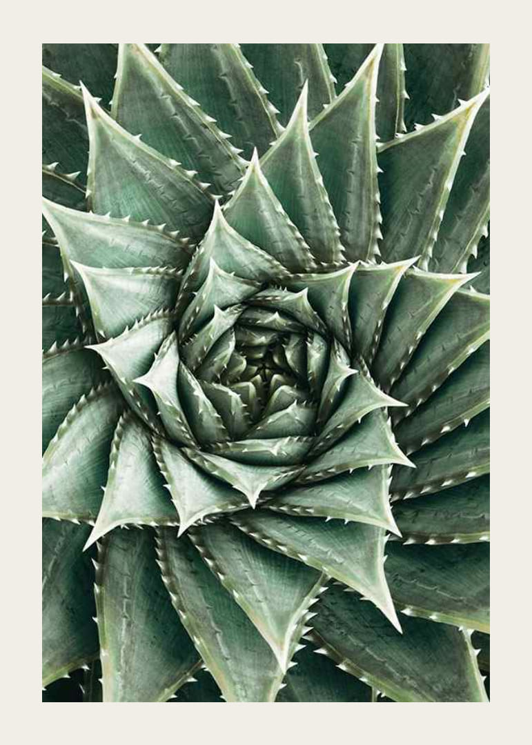 Agave Close Up No2-12