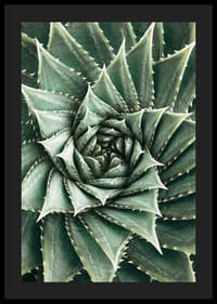 Agave Close Up No2-4