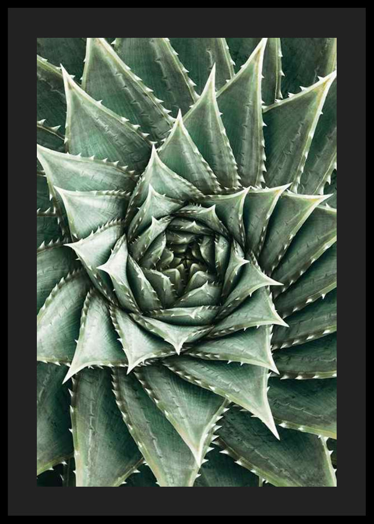 Agave Close Up No2-12