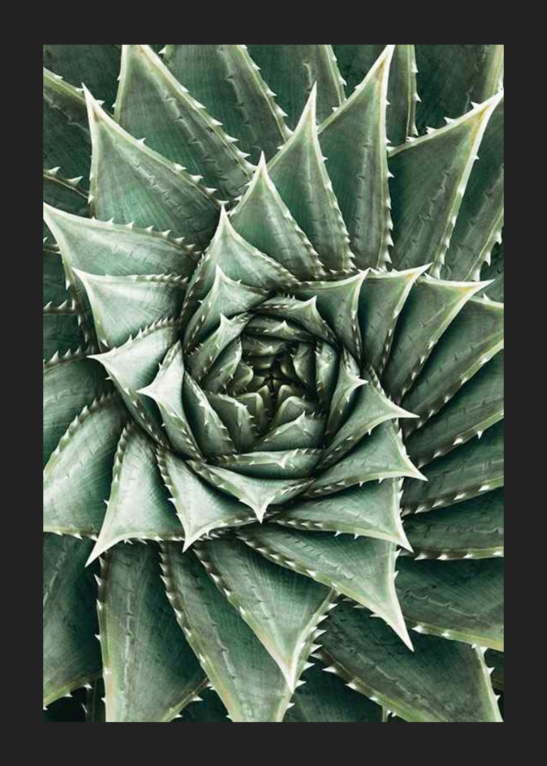 Agave Close Up No2-12