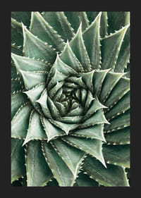 Agave Close Up No2-5