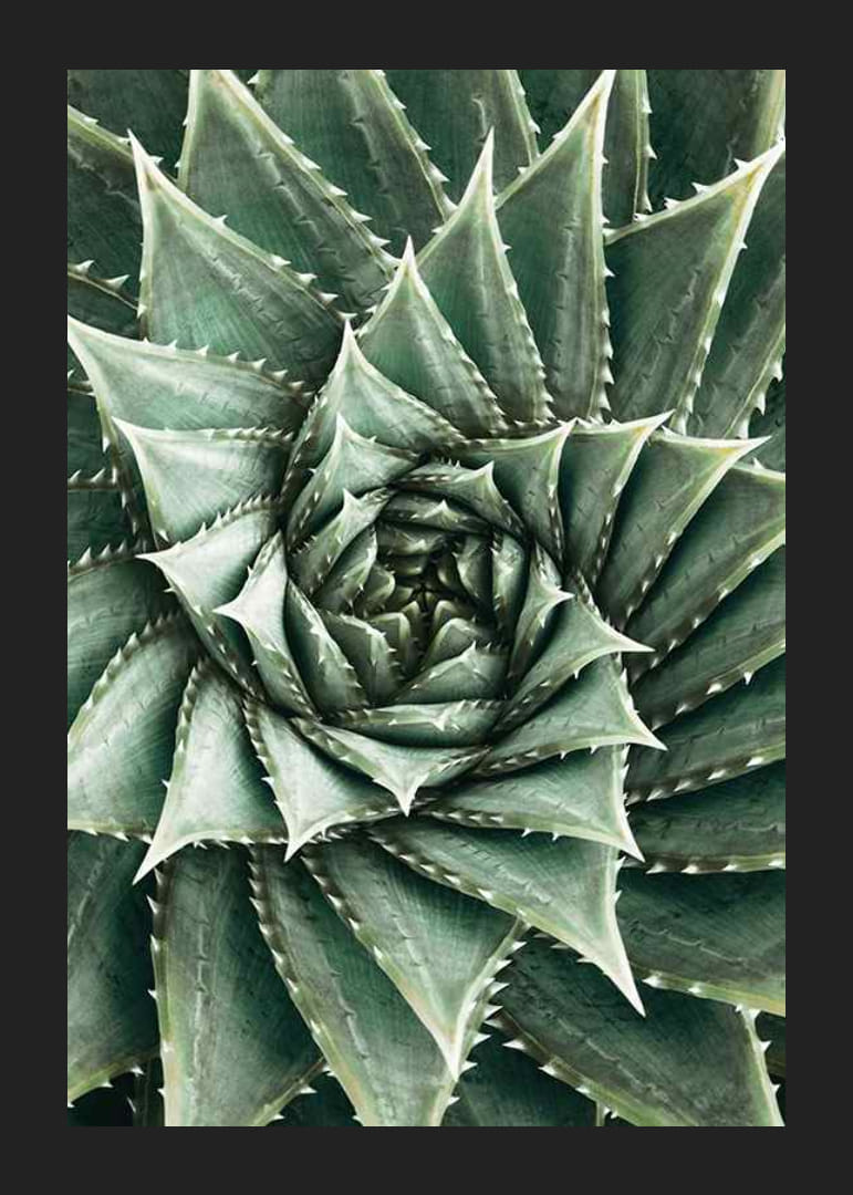 Agave Close Up No2-12