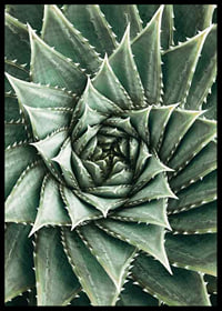 Agave Close Up No2-6