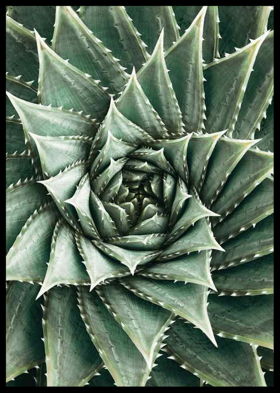 Agave Close Up No2-12