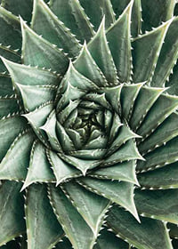 Agave Close Up No2-7