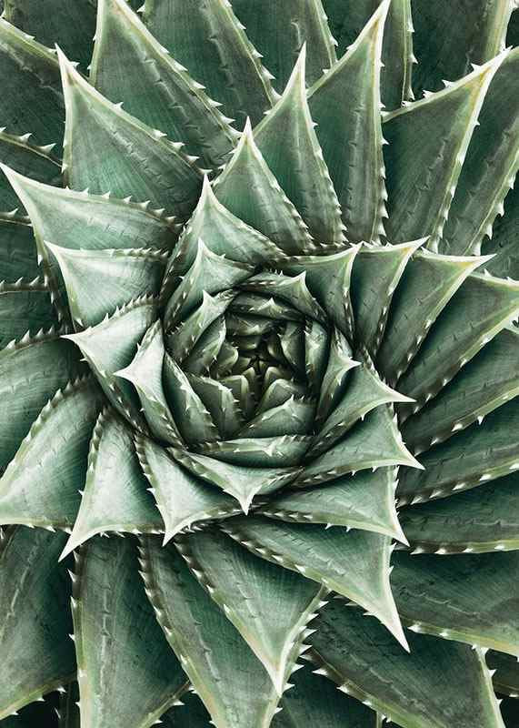 Agave Close Up No2-12
