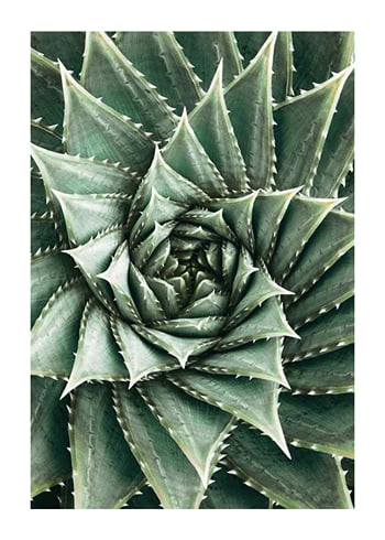 Poster Agave Close Up No2