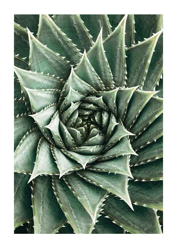 Juliste Agave Close Up No2