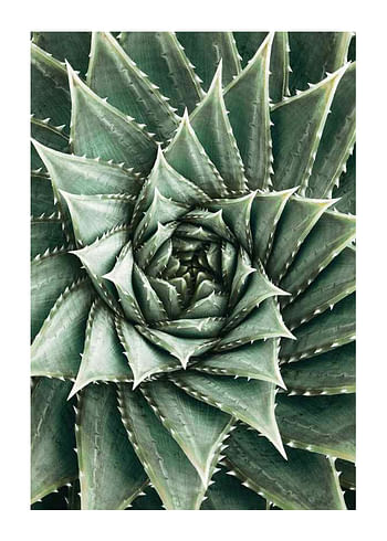 Plagát Agave Close Up No2