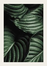 Intense Green No3-3