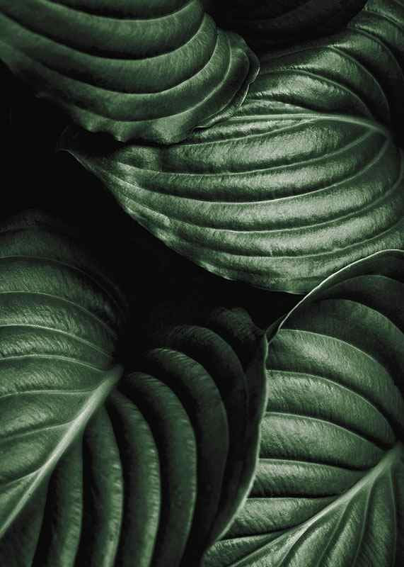 Intense Green No3-12