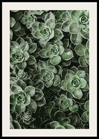 Close Up Green-2