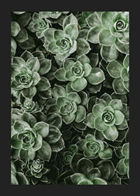 Close Up Green-5