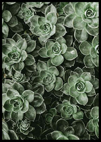 Close Up Green-6