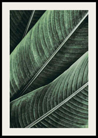 Banana Leaves No1-2