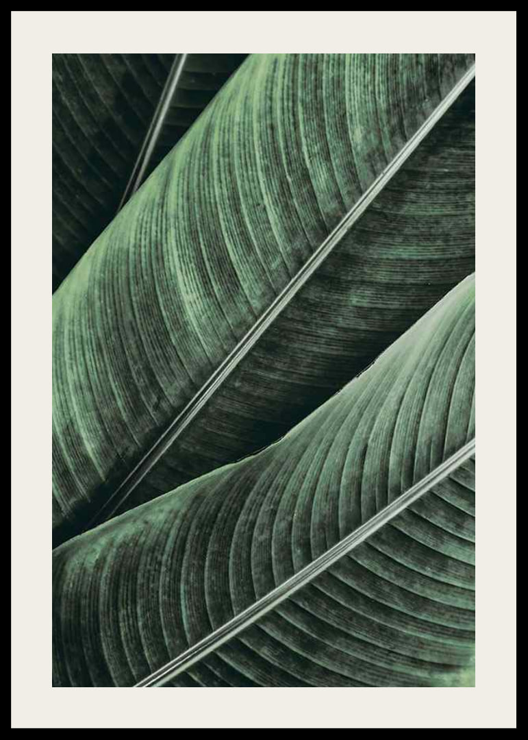 Banana Leaves No1-12