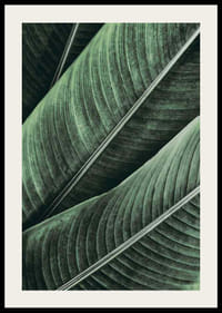 Banana Leaves No1-2