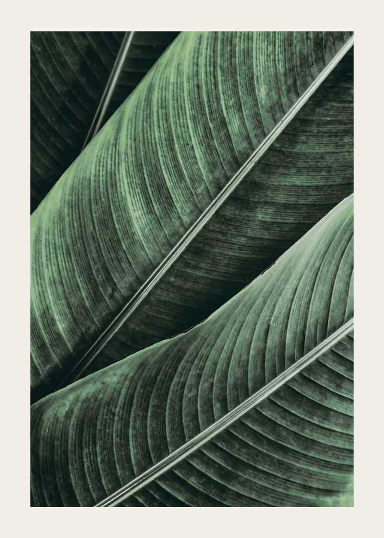 Banana Leaves No1-12