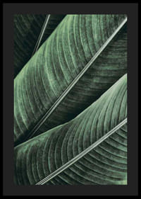 Banana Leaves No1-4