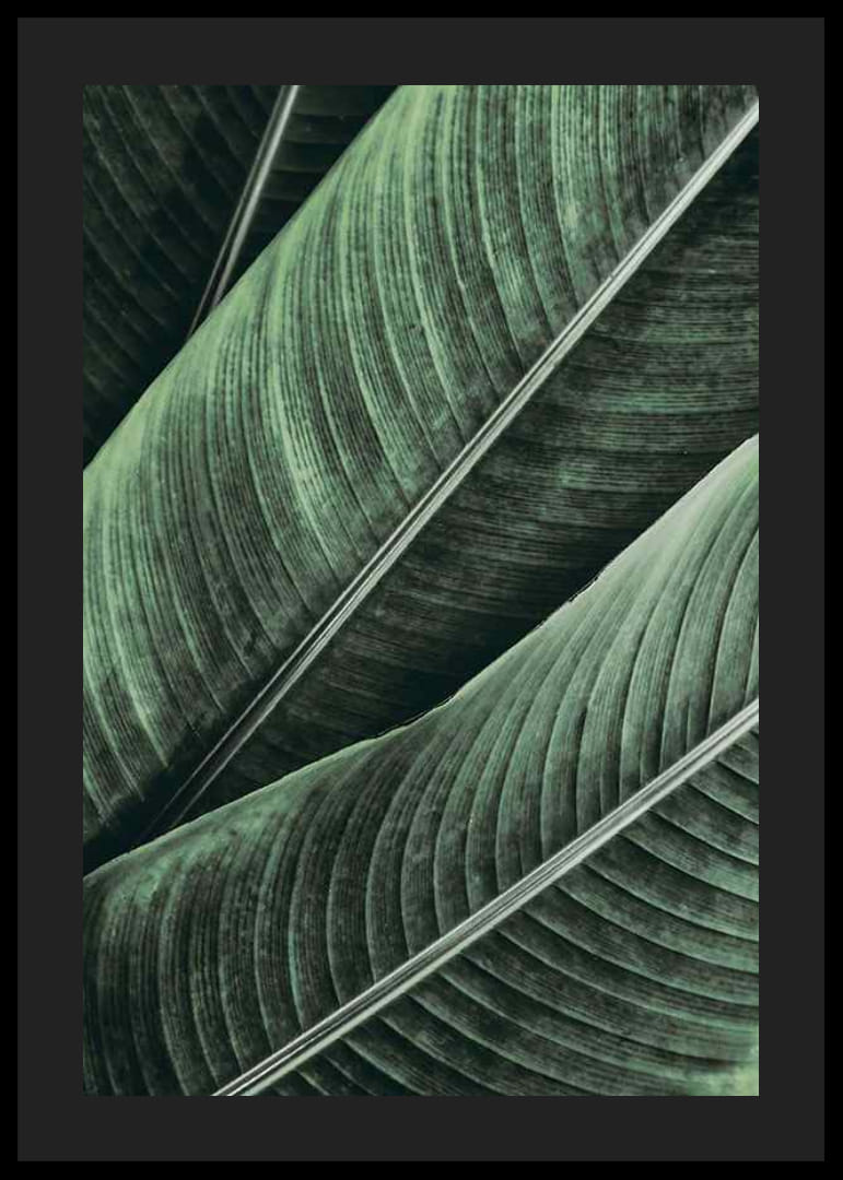 Banana Leaves No1-12