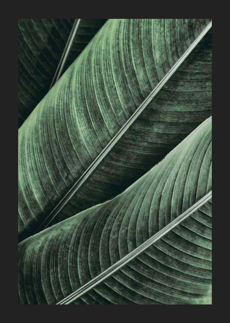 Banana Leaves No1-12