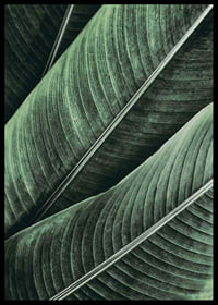Banana Leaves No1-6