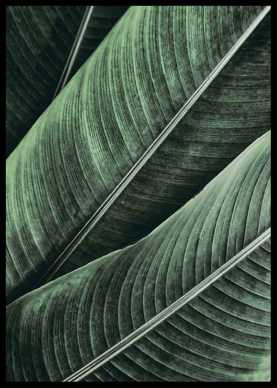 Banana Leaves No1-12