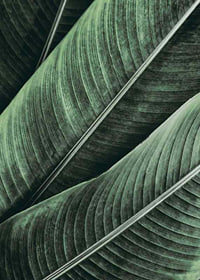 Banana Leaves No1-7