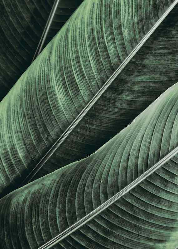 Banana Leaves No1-12