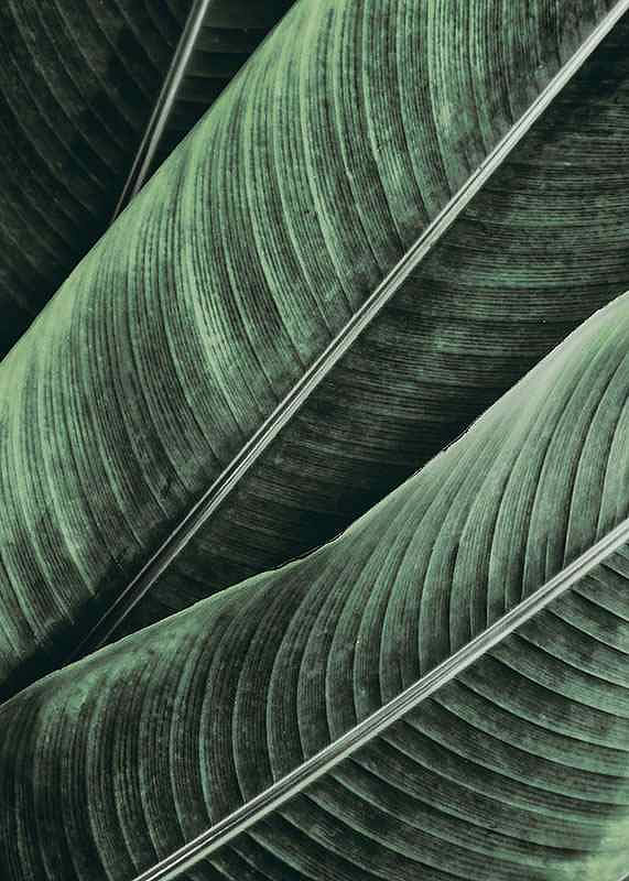 Banana Leaves No1-12