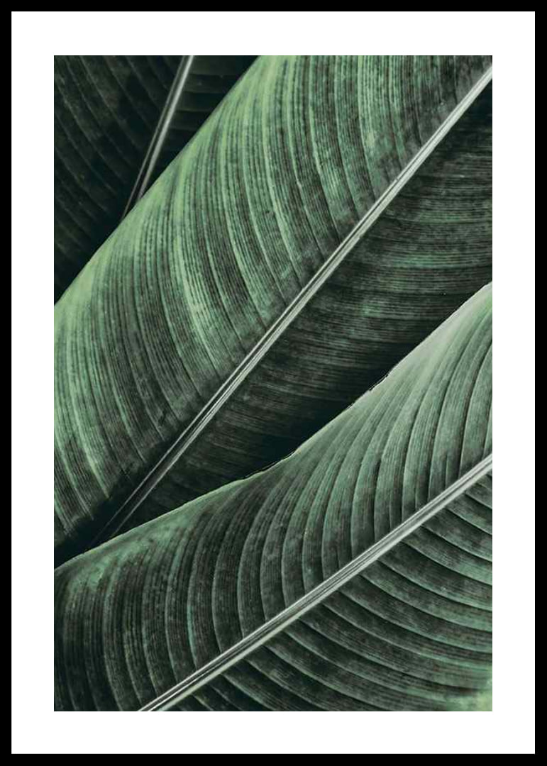 Banana Leaves No1-12