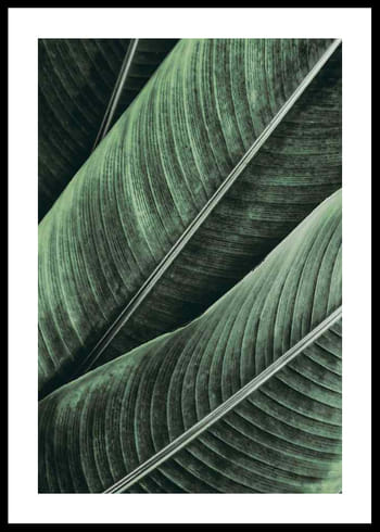 Póster Banana Leaves No1