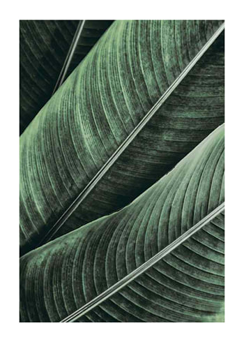 Poster Banana Leaves No1