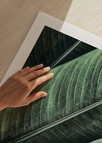Banana Leaves No1-5