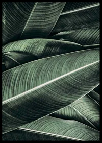 Close-up of overlapping green banana leaves with distinct veins-6