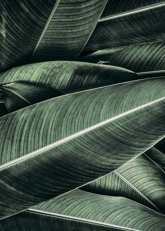 Banana Leaves No2-12