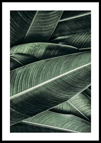Close-up of overlapping green banana leaves with distinct veins-0