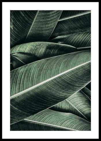 Juliste Banana Leaves No2