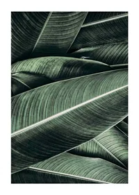 Close-up of overlapping green banana leaves with distinct veins-1