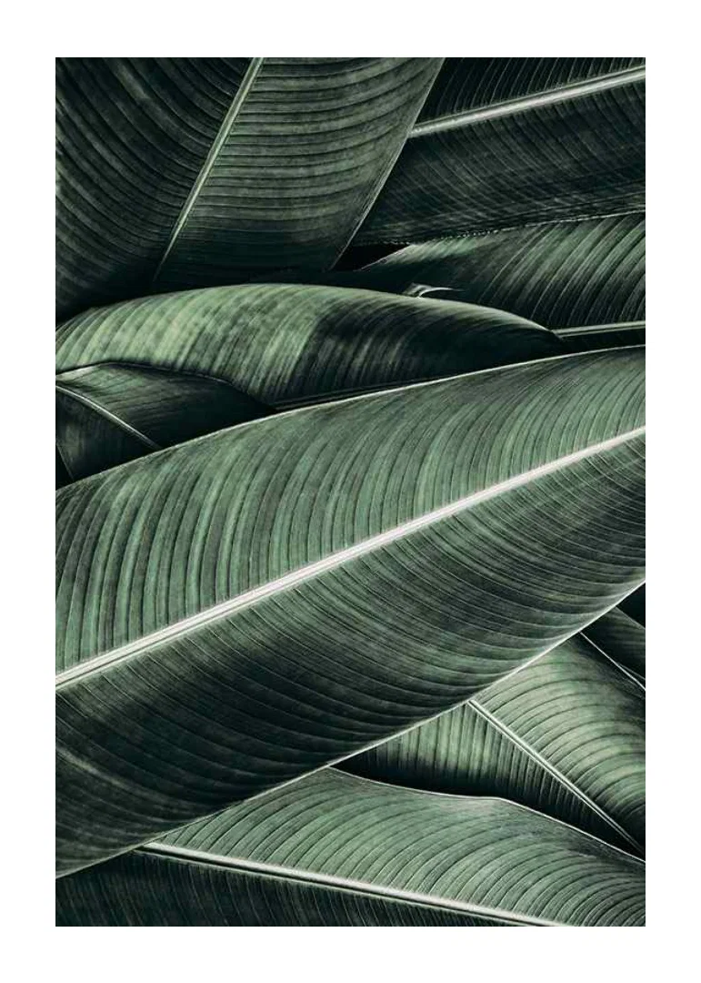 Close-up of overlapping green banana leaves with distinct veins-12