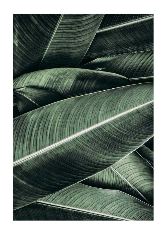 Banana Leaves No2-12